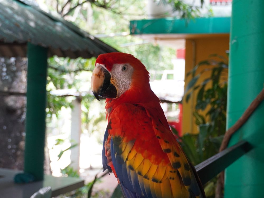 Farverige Macaws