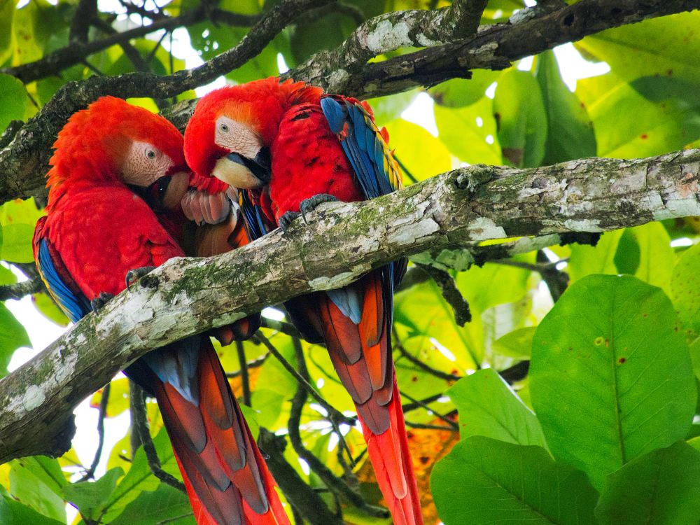 Farverige Macaws 