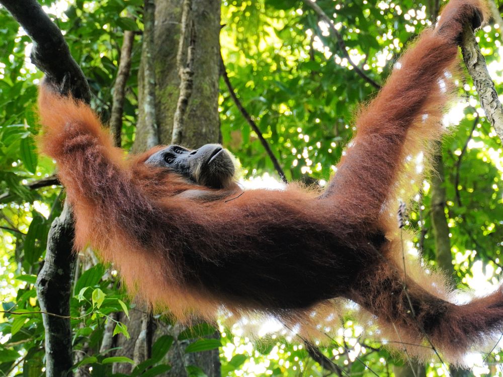 Orangutang jungletrek