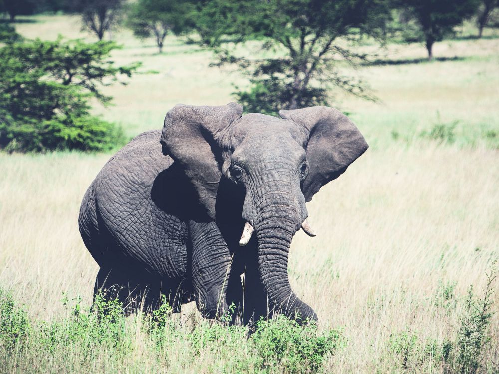 Safari i Botlierskop